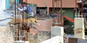 Λεοπάρδαλη έσπειρε τον πανικό στην Ινδία -Εκοβε βόλτες σε νοσοκομείο και κινηματ