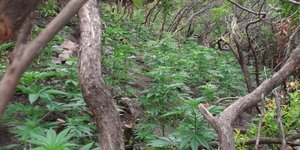 Ρόδος: Δύο συλλήψεις για καλλιέργεια κάνναβης