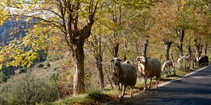 «Βασικό πρόβλημα κοινό σε όλες τις μεσογειακές χώρες»