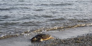 Στην περιοχή Στενού Φανερωμένης