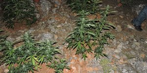 Τα δενδρύλλια εκριζώθηκαν από τους αστυνομικούς