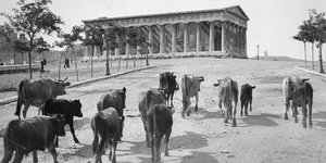 Κοπάδι ζώων μπροστά από τον ναό του Ηφαίστου
