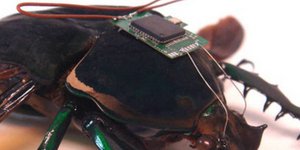 Το πρώτο τηλεκατευθυνόμενο κυβερνο-σκαθάρι είναι πραγματικότητα (βίντεο)