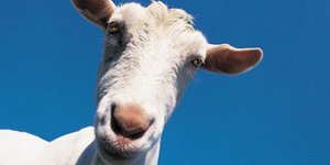 Κατσίκια με αντικλεπτικό σύστημα -Η ιδέα Τζαμαϊκανού κτηνοτρόφου που απηύδησε με