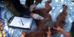 Ουρακοτάγκος δέχθηκε 100 σφαίρες κι όμως επέζησε