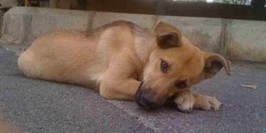 Εισαγγελική έρευνα για κακοποίηση αδέσποτων σκύλων στη Θεσσαολονίκη