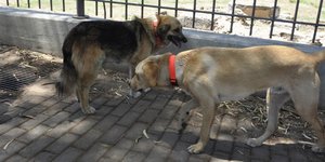 Αλλεπάλληλα κρούσματα δηλητηριάσεων στα αδέσποτα καταγγέλλει ο δήμος/ Φωτογραφία: ΠΑΠΑΔΟΠΟΥΛΟΣ ΒΑΣΙΛΗΣ/Eurokinissi