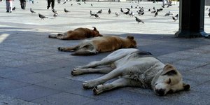«Ομπρέλα προστασίας» από τον Αρειο Πάγο στα ζώα