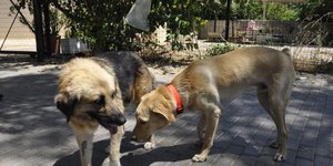 Επίθεση αδέσποτου σε γυμναστή/ Φωτογραφία: ΠΑΠΑΔΟΠΟΥΛΟΣ ΒΑΣΙΛΗΣ/Eurokinissi