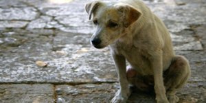 Ποινή φυλάκισης 18 μηνών με αναστολή σε 71χρονο Κρητικό που πυροβόλησε αδέσποτο