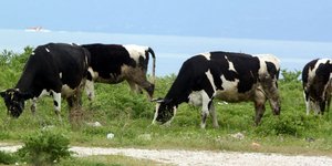 Λέσβος: Κρούσμα καταρροϊκού πυρετού σε κτηνοτροφική μονάδα(Φωτογραφία αρχείου: EUROKINISSI/ΒΑΣΙΛΗΣ ΠΑΠΑΔΟΠΟΥΛΟΣ)
