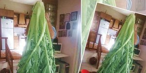 Αγγινάρα/ Φωτογραφία: neakriti.gr