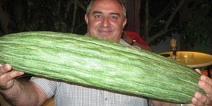 Αγγούρι-γίγας μήκους 70 εκ. και βάρους έξι κιλών κόπηκε από μποστάνι στη Σητεία