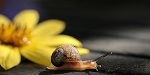 (Φωτογραφία: Pixabay)