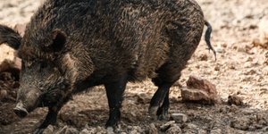 Ενα αγριογούρουνο / Φωτογραφία: InTime News