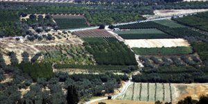 Αγροτεμάχια στην Κορινθία (Φωτο: Eurokinissi)