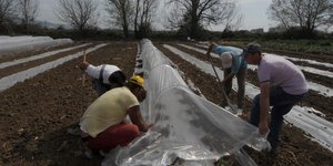 Εξόφληση των αγροτικών επιδοτήσεων έως το τέλος του έτους προανήγγειλε ο αρμόδιος υπουργός/Φωτογραφία: Eurokinissi