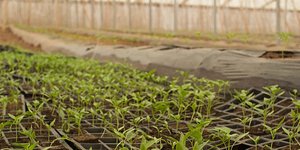 Φωτογραφία: pixabay