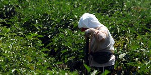 Αγρότισσα/Φωτογραφία: Eurokinissi