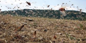 Ακριδόπληκτες η Έδεσσα η Λάρισα και η Μυτιλήνη