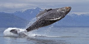 Ευτυχισμένη φάλαινα... πηδάει από τη χαρά της [εικόνες]