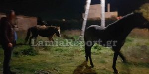 Λαμία: Κυνηγούσαν... άλογα μέσα στην πόλη!