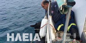 Επιχείρησης διάσωσης αλόγου στην Ηλεία/ Φωτογραφία:ilialive.gr
