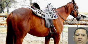 Αμερικανός έκανε σεξ με άλογο πιστεύοντας ότι μπορούσε να κάνει παιδί μαζί του