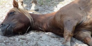 Κτηνωδία στον Αχέροντα