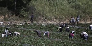 Εργοδότης πλήρωσε χρωστούμενα μεροκάματα σε χασίς αντί για χρήματα/ Menelaos Myrillas / SOOC