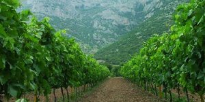Στην Κίνα δημιουργεί το νέο του αμπελώνα με ελληνικές ποικιλλίες ο Μπουτάρης