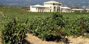 Αμπελώνας και οινοποιείο στη Νεμέα-Φωτογραφία: Eurokinissi/Βασίλης Παπαδόπουλος