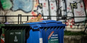 κάδοι ανακύκλωσης/Φωτογραφία: Eurokinissi