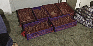 Σύλληψη λαθρεμπόρων στον Πειραιά για παράνομη διακίνηση πτηνών [εικόνες]