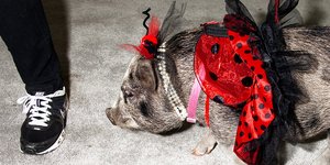 Ο αλλόκοτος και υπέροχος κόσμος των καλλιστείων ζώων -Φίδια