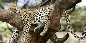 Ξεκαρδιστικό βίντεο: Το ροχαλητό δεν είναι εκνευριστικό «προνόμιο» μόνο των ανθρ