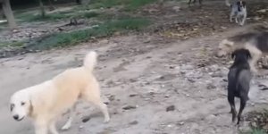 Η άθλια εικόνα του κυνοκομείου Σπάρτης