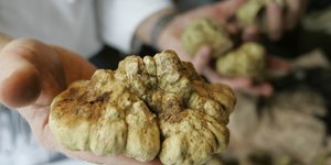 Συλλέγεται από τις 21 Σεπτεμβρίου έως τις 31 Ιανουαρίου