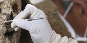 Επιστημονες της Αυστραλίας