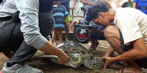 Διάσωση θαλάσσιας χελώνας