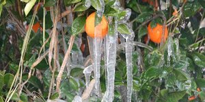 Πάγωσαν οι πορτοκαλιές