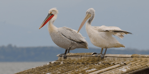Νέα αποικία με σπάνιους αργυροπελεκάνους ανακαλύφθηκε στην Κάρλα