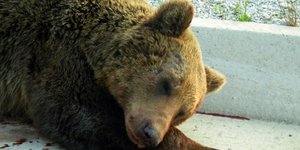 Αποδεκατίζονται οι αρκούδες στην άσφαλτο – Άλλη μια νεκρή στην Φλώρινα