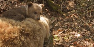 Απίστευτη θηριωδία - Ποζάρουν δίπλα στην αρκούδα που μόλις σκότωσαν [εικόνα]