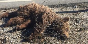 Αυτοκίνητο χτύπησε μικρή αρκούδα στην Κοζάνη (φωτογραφία: kozan)