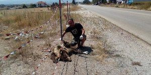 Νεαρή αρκούδα έχασε τη ζωή της όταν χτυπήθηκε από αυτοκίνητο/ Φωτογραφία: thessnews