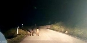 Τρεις μικρές αρκούδες στον δρόμο κοντά στο Μέτσοβο
