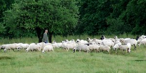 Αρνιά στη Λιβύη θα εξάγουν οι Ηπειρώτες κτηνοτρόφοι 