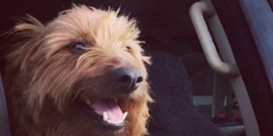 Φωτογραφία: Instagram/ Απίστευτο: Αυτός ο σκύλος ταξίδεψε 1.500 χλμ. κάνοντας... ωτοστόπ [εικόνες]