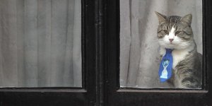 Η γάτα του Ασάνζ